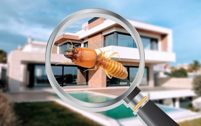 Comprehensive Pest Inspection